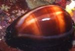 Фото Ципрея, смугастий молюски