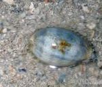 Фото Ципрея, сірий молюски