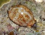 Фото Ципрея, коричневий молюски
