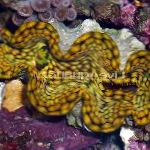 fénykép Tridacna, világoskék kagyló