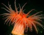fotografie Actinostola Chilensis, roșu anemone