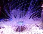снимка Тръба Анемония, лилаво анемони