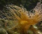 Fil Curly-Cue Anemon, gul anemoner