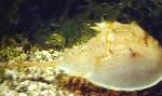 Foto Dolkhaler, gul krabber