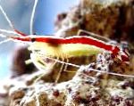 Blanc Indo-Pacifique Bagué Crevette Nettoyeuse