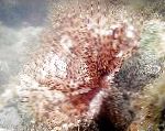 Foto Pero Duster Crv (Indijska Tubeworm), svijetloplava 