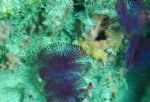 სურათი გაყოფილი გვირგვინი ბუმბულის Duster, ლურჯი გულშემატკივართა ჭიები