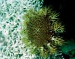 სურათი გვირგვინი Thorns, ნაცრისფერი ზღვის ვარსკვლავი