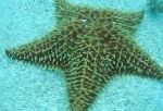Фото Зірка Ореастер Сітчастий (Морська Зірка-Подушка), зеленуватий морські зірки
