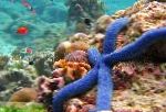 Linckia ზღვის ვარსკვლავი, ლურჯი