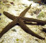 Galatheas海の星