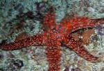 სურათი Galatheas ზღვის ვარსკვლავი, წითელი 