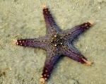 Choc ჩიპი (Knob) ზღვის ვარსკვლავი