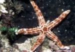 Tamnocrvena Sea Star