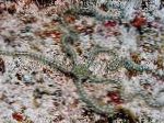 Brittle ზღვის ვარსკვლავი ლამაზი