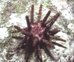 Foto Olovka Jež, svijetloplava ježevi